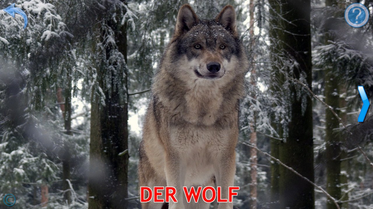 Lernkarte mit echtem Foto eines Wolfs