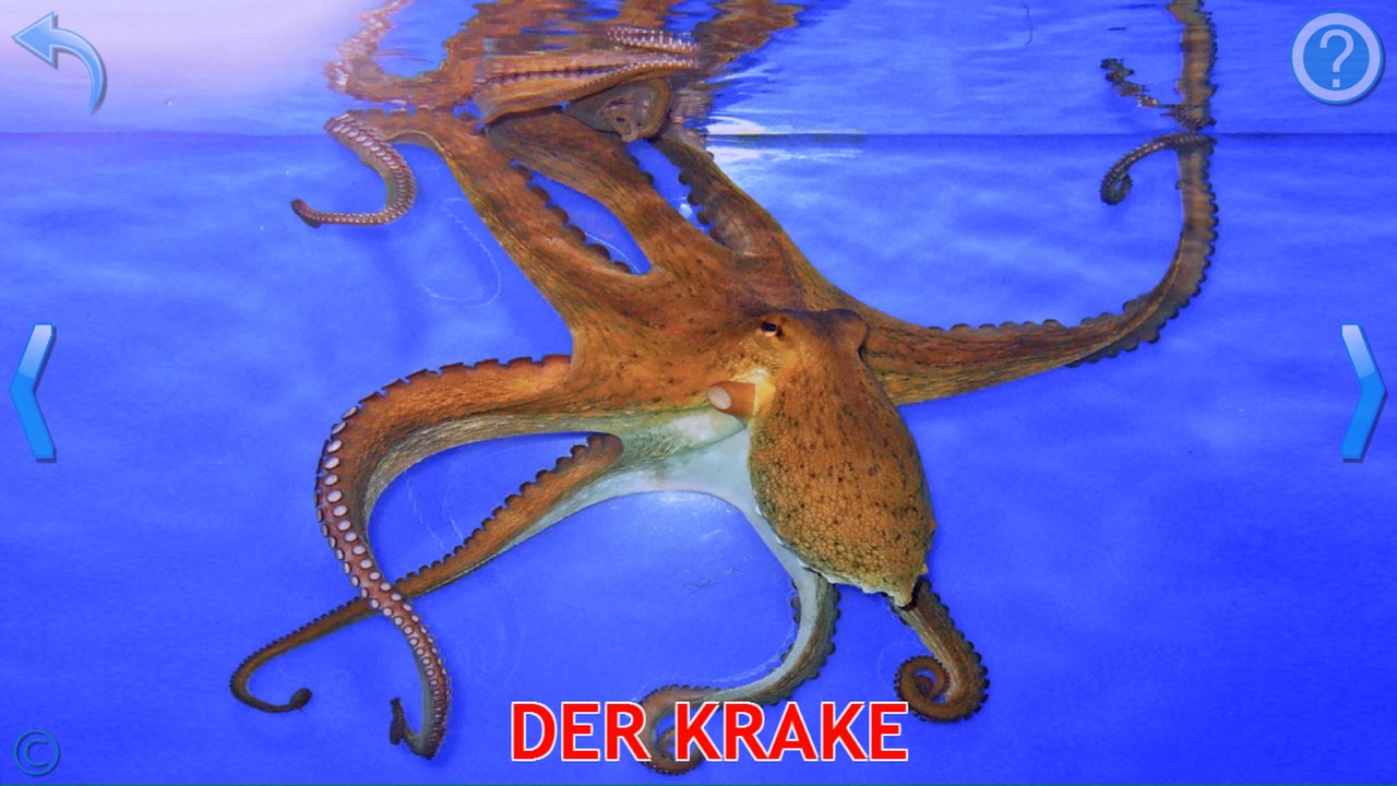 Lernkarte mit echtem Foto eines Oktopus