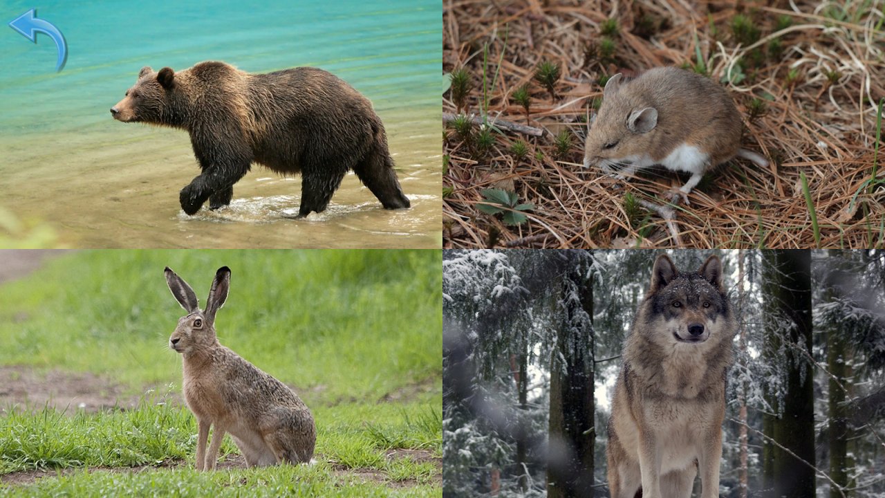 Waldtiere mit Wildschwein, Hase, Wolf und Bär