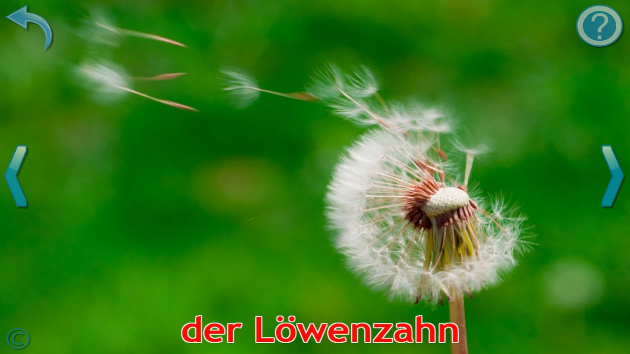Lernkarte mit einem Löwenzahn