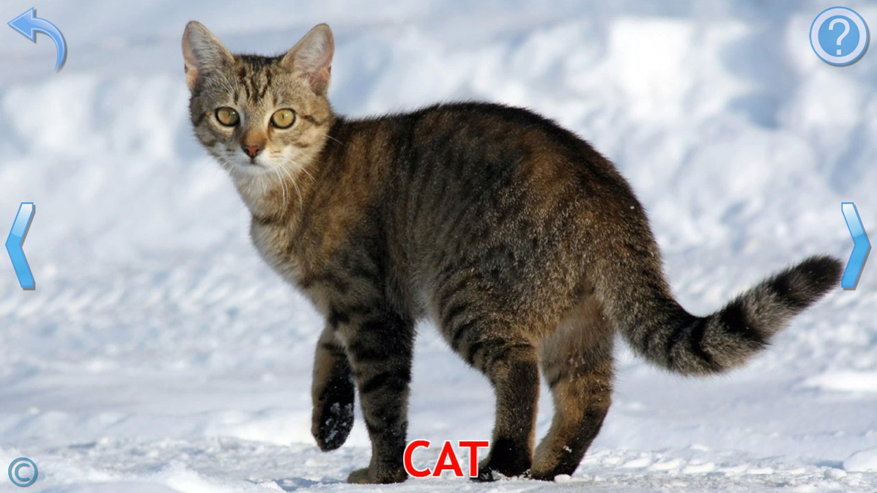 Real photograph flashcard teaching the word cat