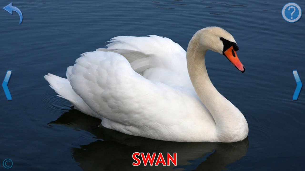 Real photograph flashcard teaching the word swan