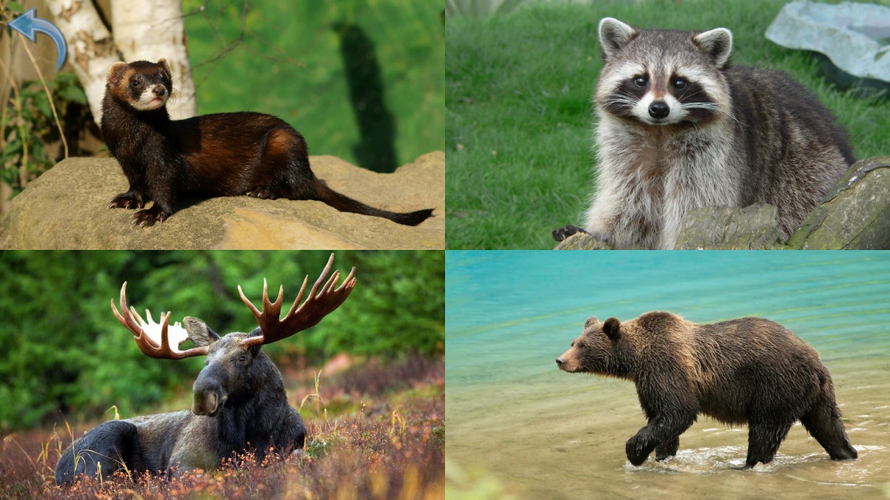 Forest animals including a ferret, raccoon, moose and brown bear
