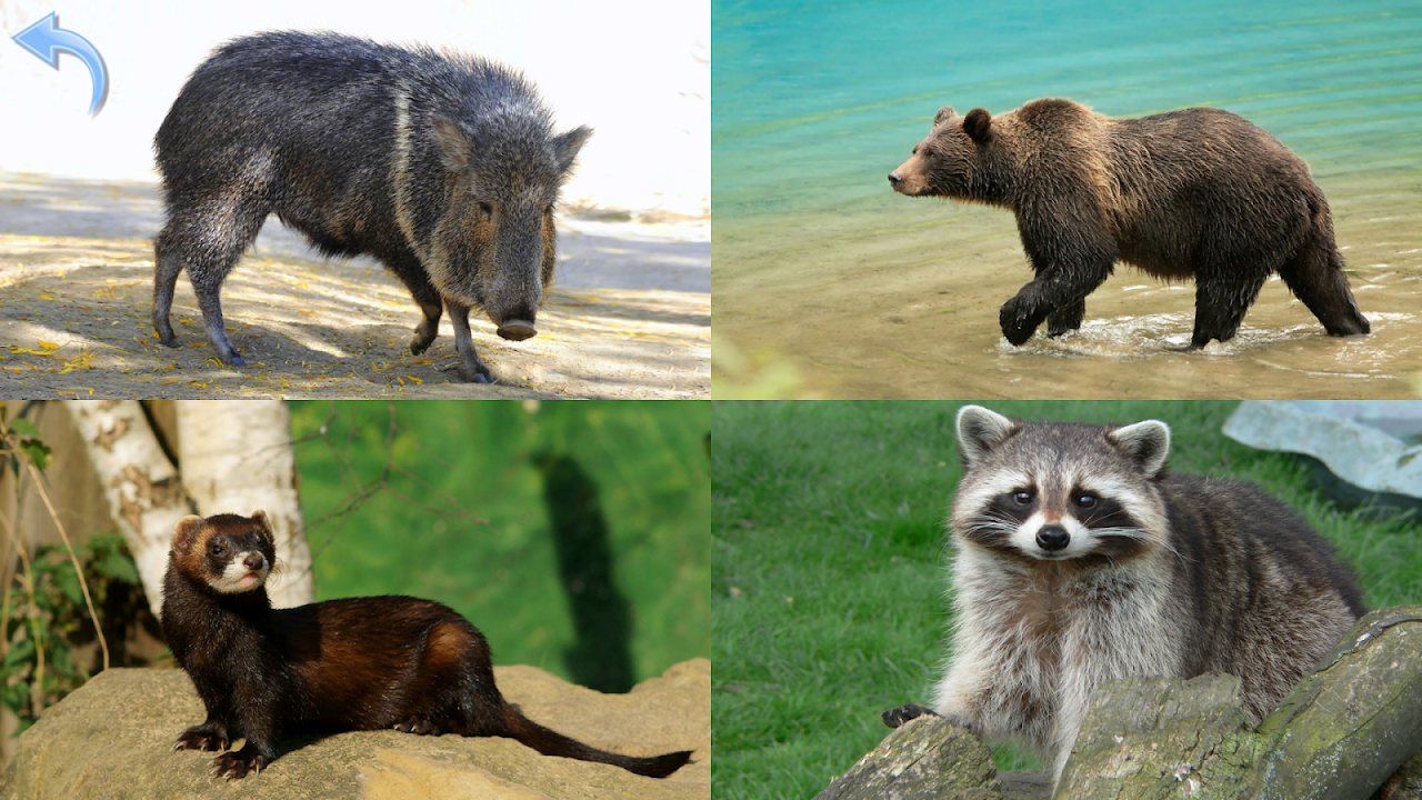 Forest animals including a wild boar, brown bear, ferret and raccoon