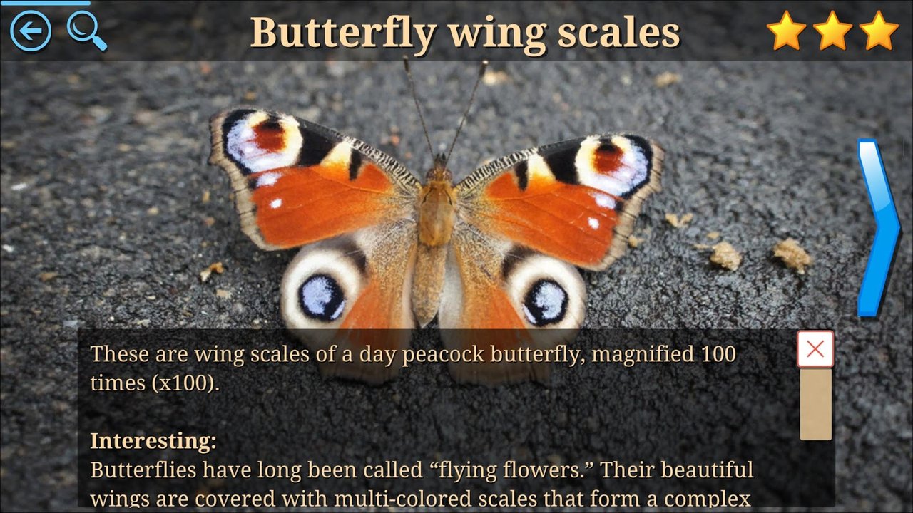 Butterfly-wing explanation with a photograph of a peacock butterfly