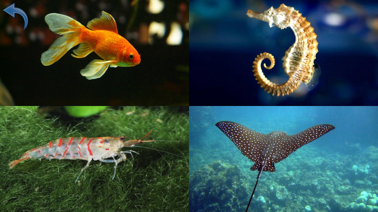 Collage de fotos reales de un pez dorado, un caballito de mar, una gamba y una raya águila