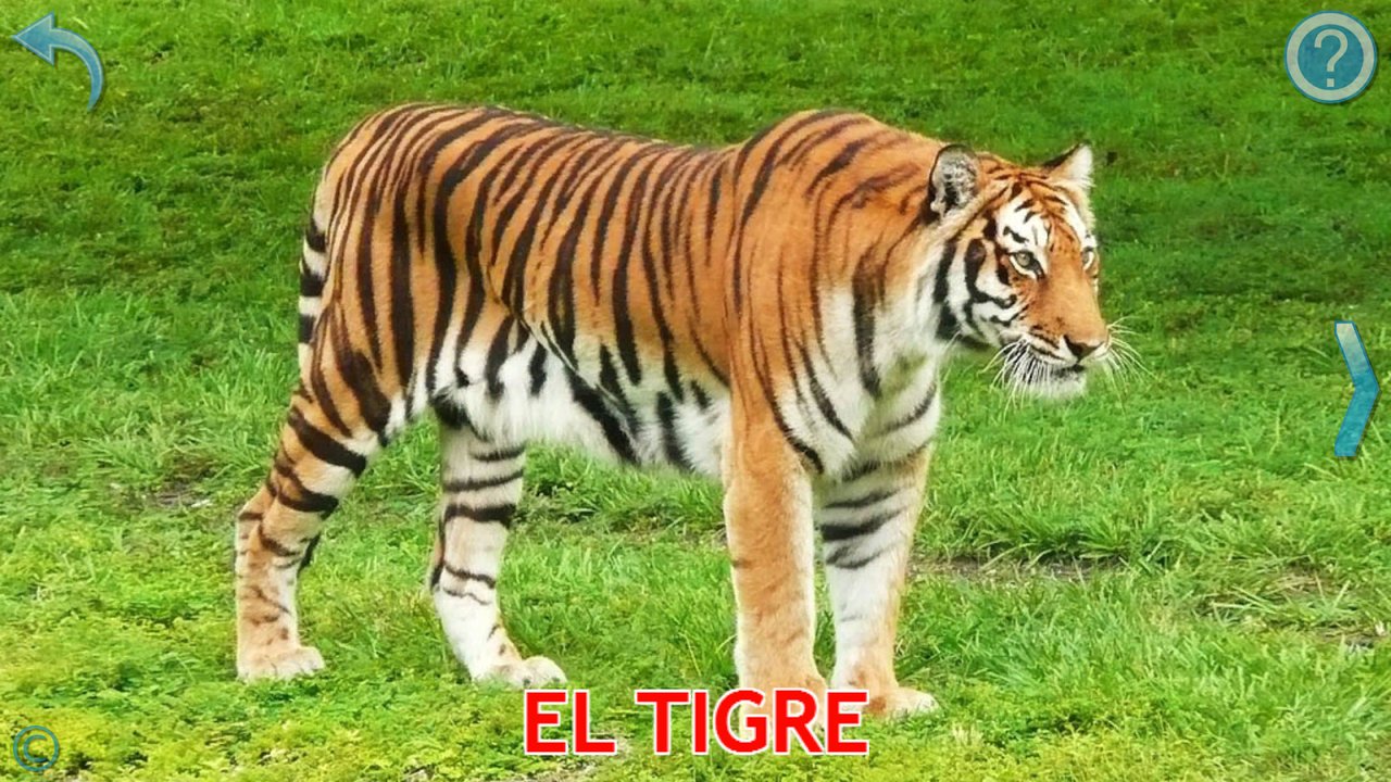 Tarjeta de aprendizaje con una fotografía real de un tigre sobre la hierba