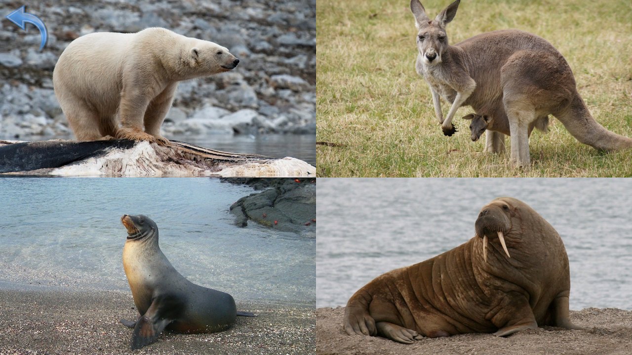 Collage de fotos reales de un oso polar, un canguro con su cría, un lobo marino y una morsa
