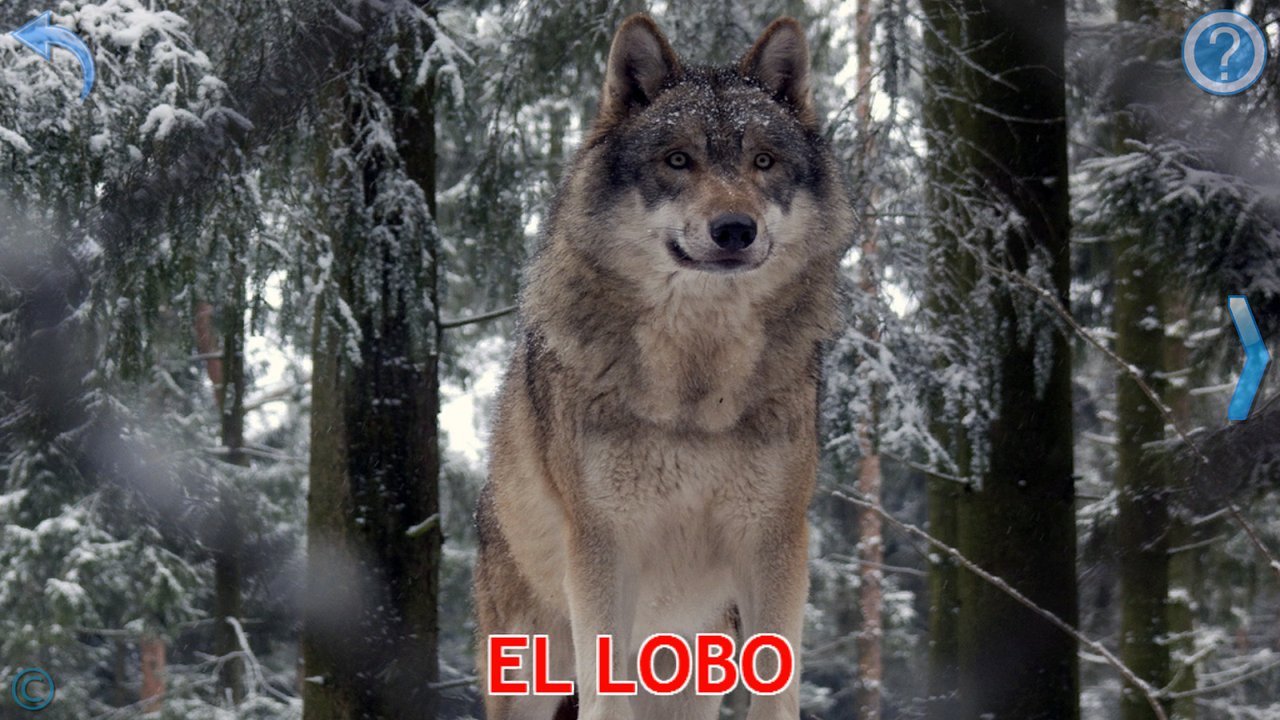 Tarjeta de aprendizaje con una fotografía real de un lobo en un bosque nevado