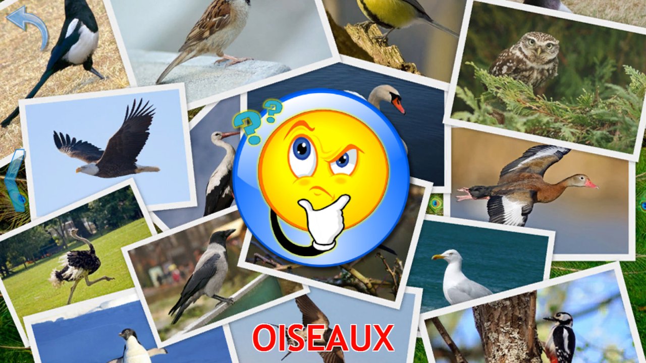 Collage d’oiseaux avec un point d’interrogation avant le quiz : pie, moineau, mésange, chouette, aigle, cigogne, canard et mouette