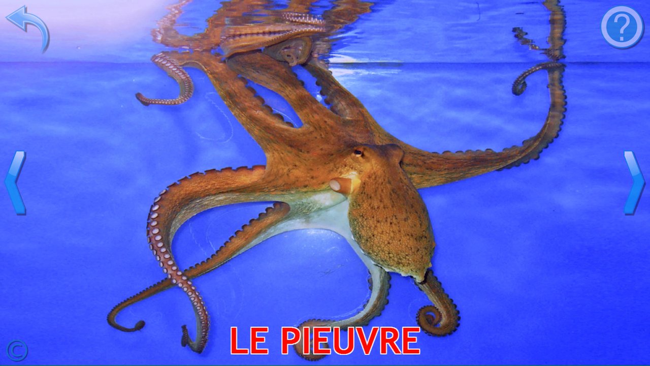Carte d’apprentissage avec une photo réelle de pieuvre sous l’eau