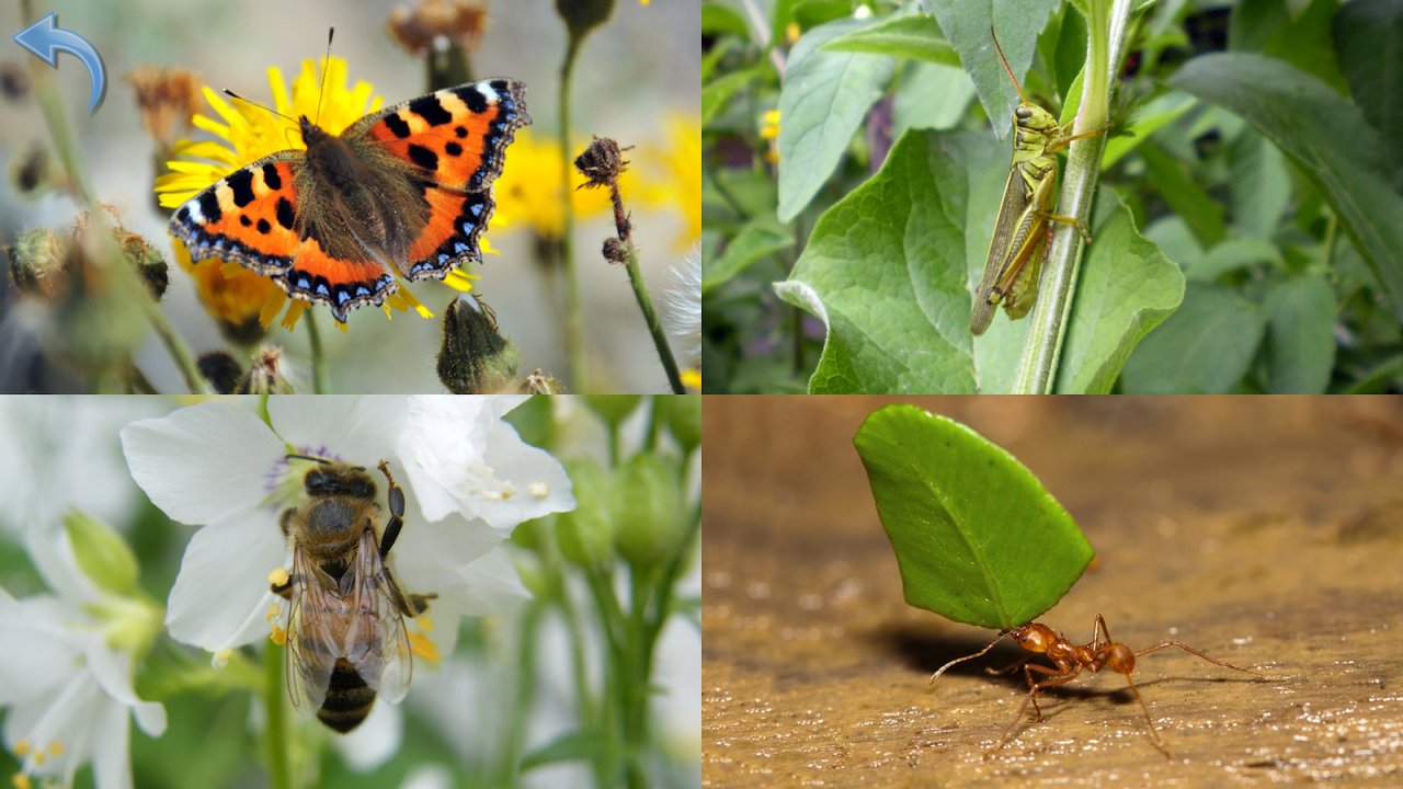 Quiz en images avec papillon, sauterelle, abeille et fourmi coupe-feuille