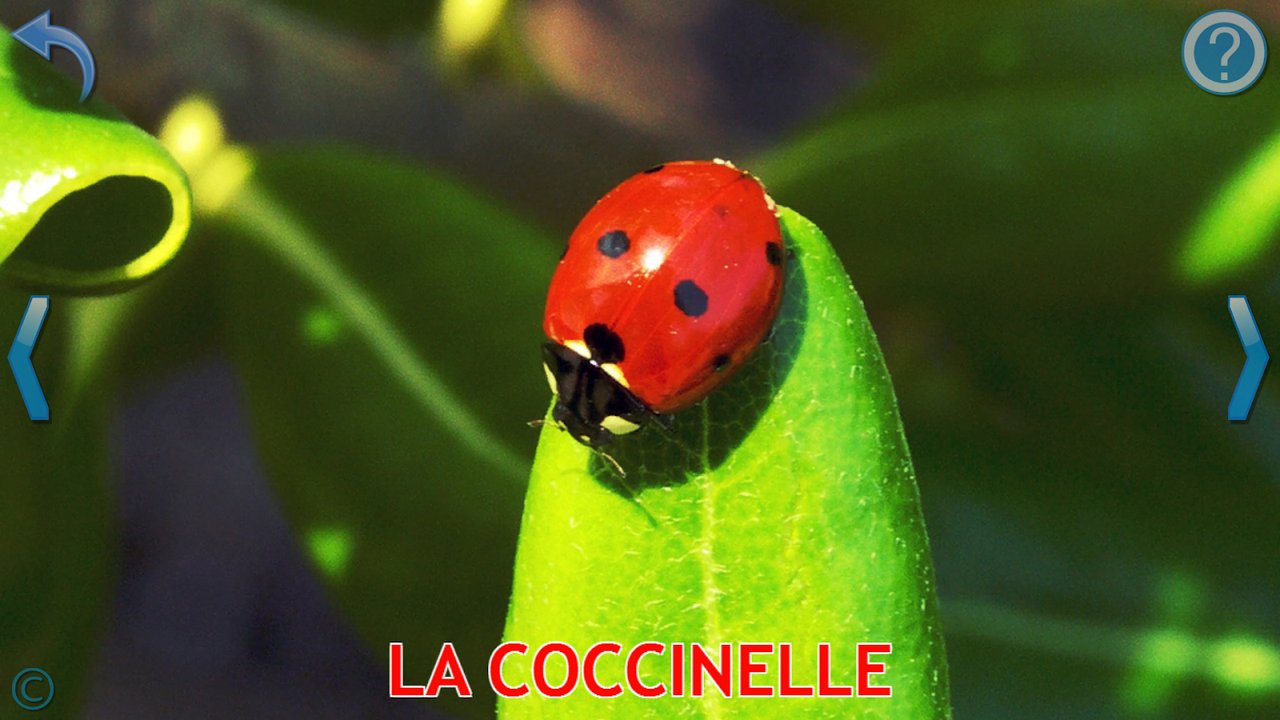 Carte d’apprentissage avec une photo réelle de coccinelle sur une feuille
