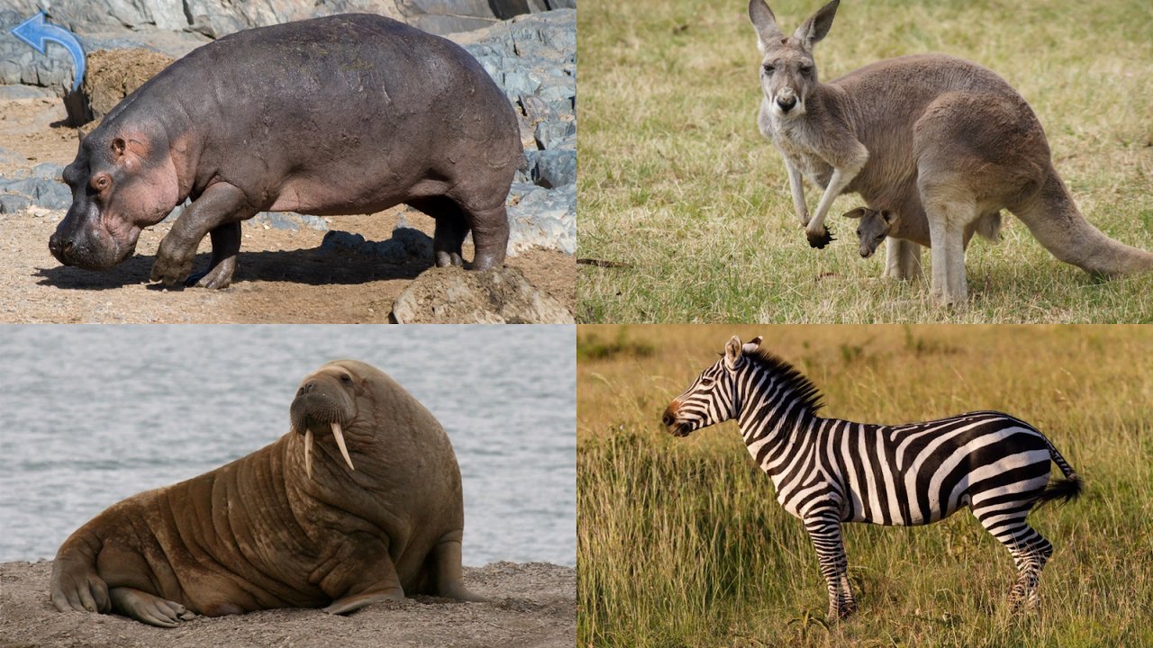 Quiz en images avec hippopotame, kangourou, morse et zèbre