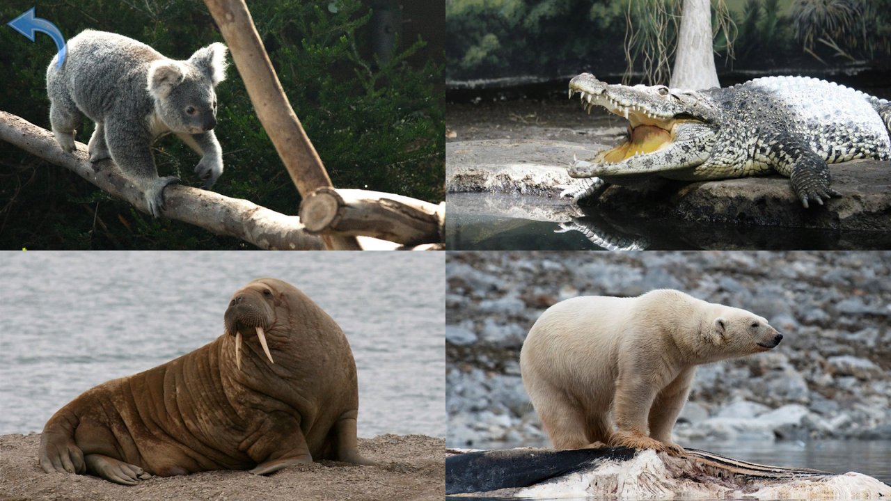 Quiz en images avec koala, crocodile, morse et ours polaire