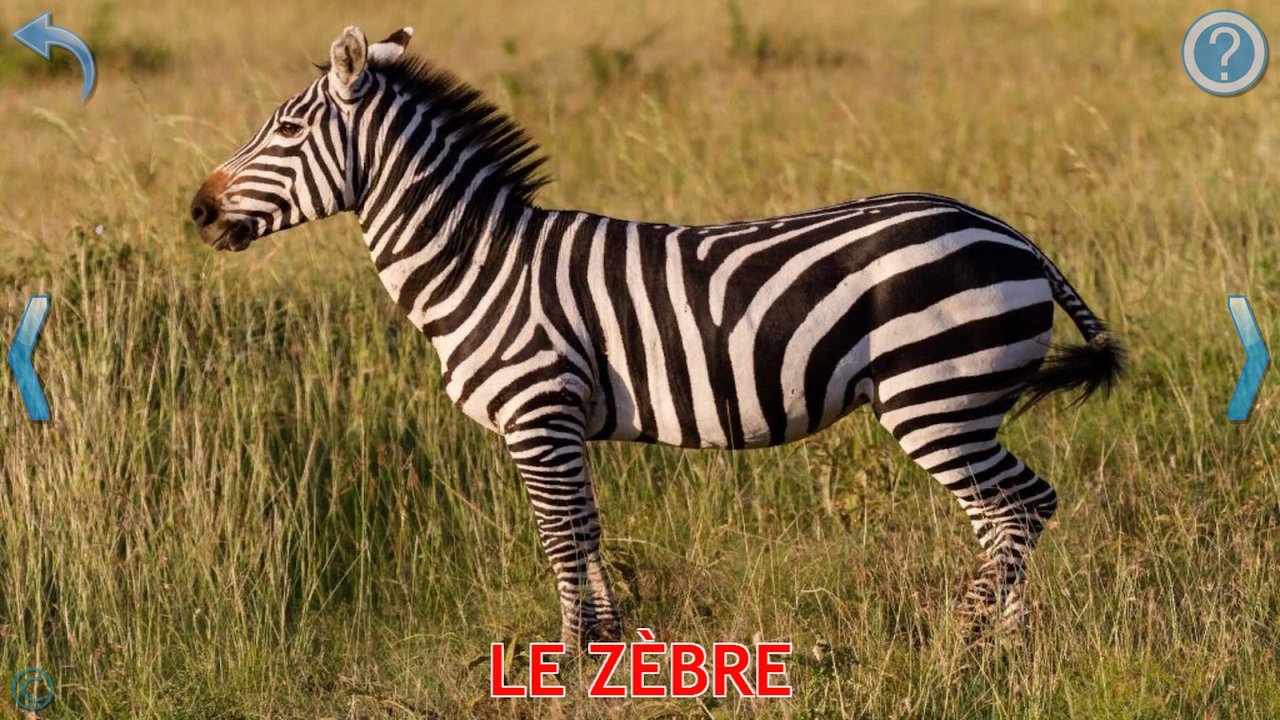 Carte d’apprentissage avec une photo réelle de zèbre dans la savane