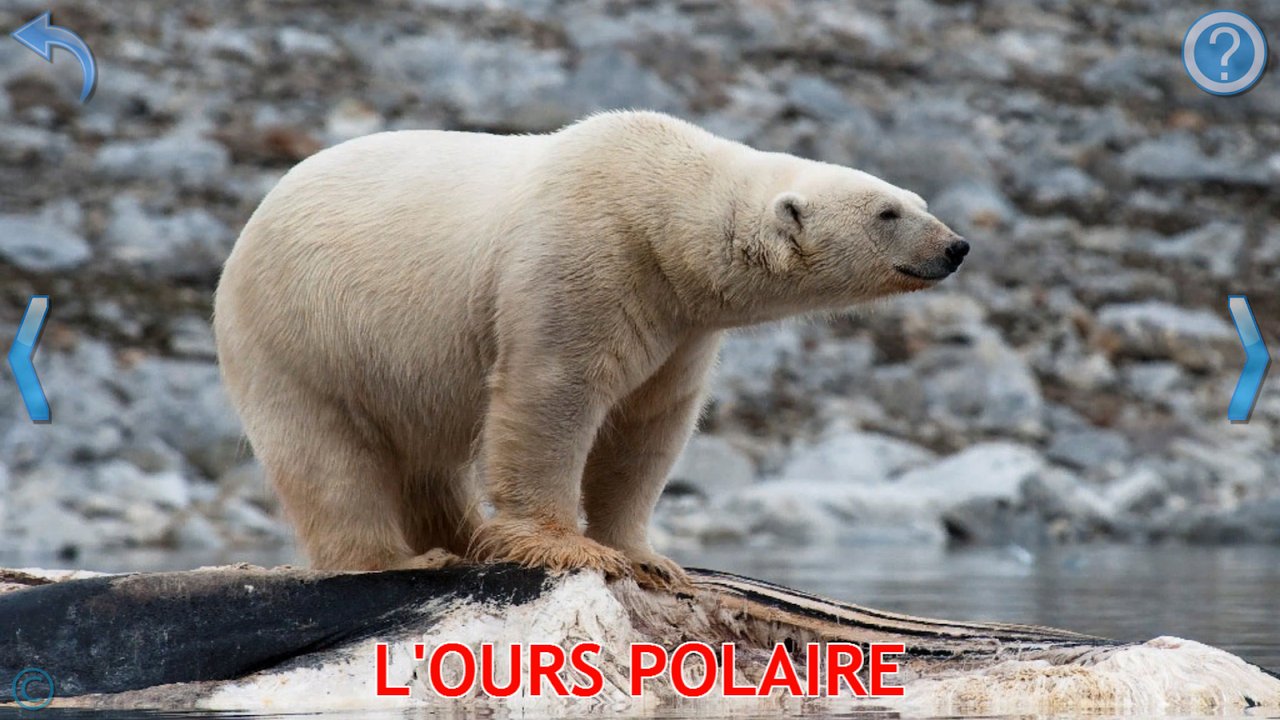 Carte d’apprentissage avec une photo réelle d’ours polaire