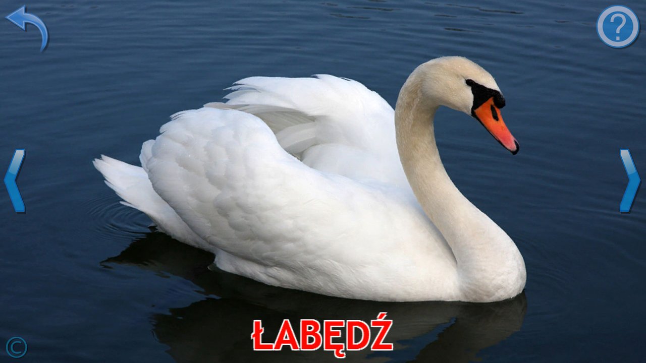 Fiszka z prawdziwym zdjęciem łabędzia na wodzie