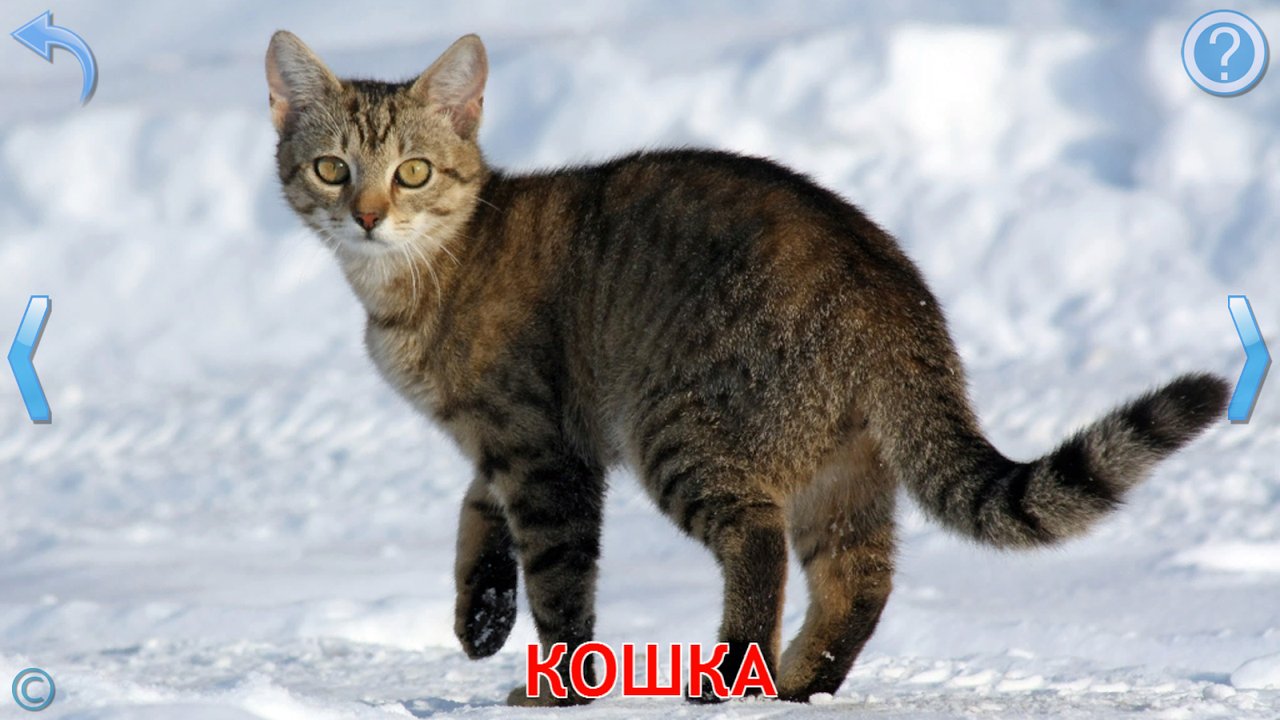 Карточка с настоящей фотографией кошки