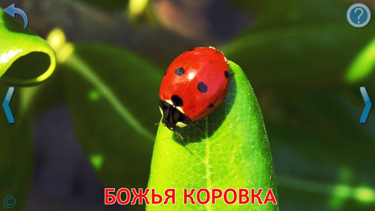 Карточка с настоящей фотографией лебедя