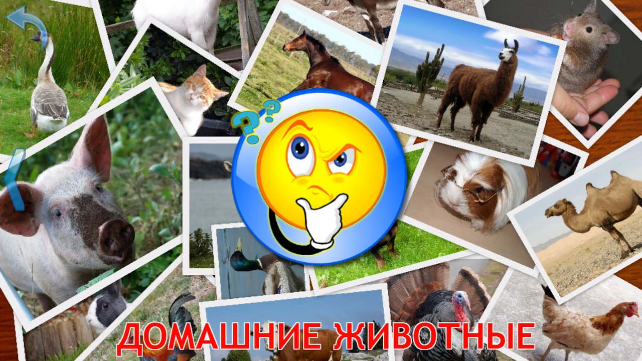 Белый медведь, коала, панда и морж