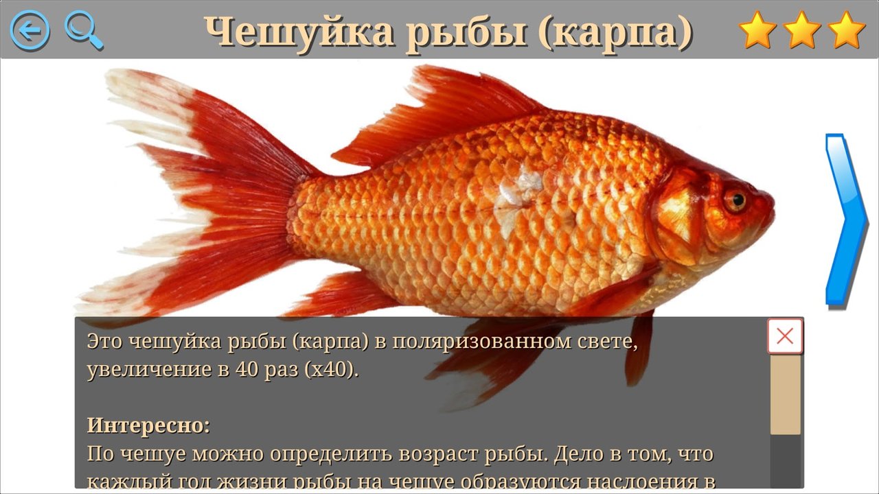 Пояснение о чешуйке карпа с обычной фотографией рыбы