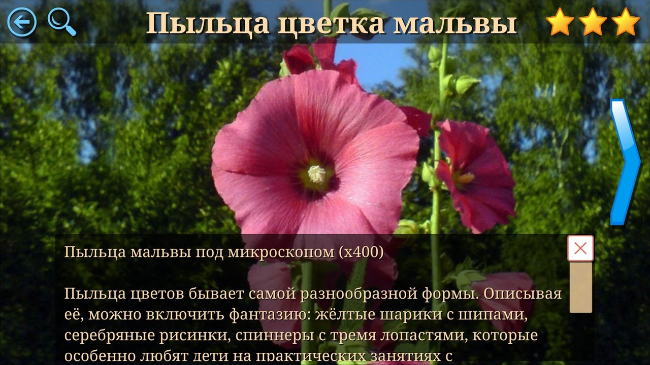 Пояснение о пыльце мальвы с фотографией цветка