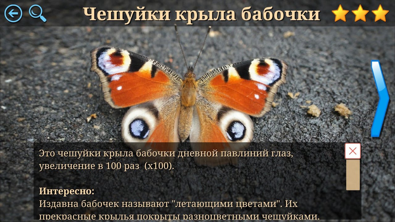 Пояснение о чешуйках крыла бабочки с фотографией павлиньего глаза