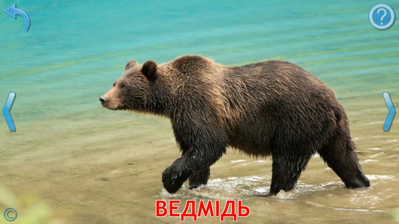 Картка зі справжнім фото ведмедя, що йде по мілководдю