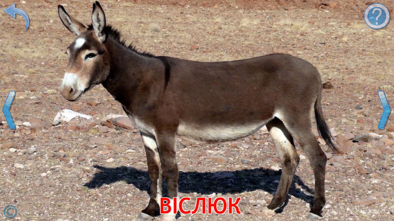 Картка зі справжнім фото віслюка на тлі пустельного пейзажу